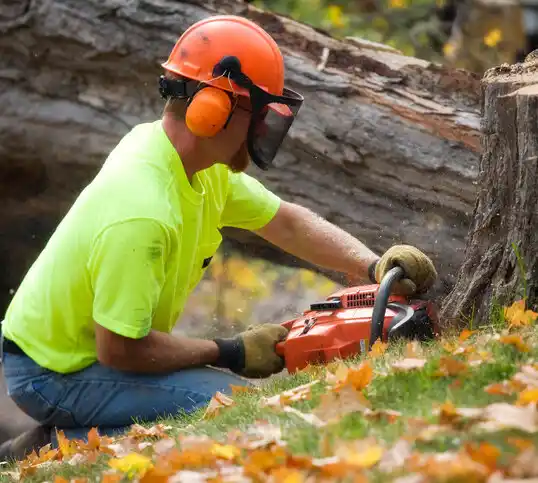 tree services Forest Hills